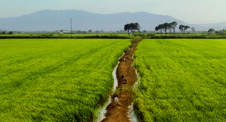 The Rice Growers Chamber of Montsià receives two new subsidies.